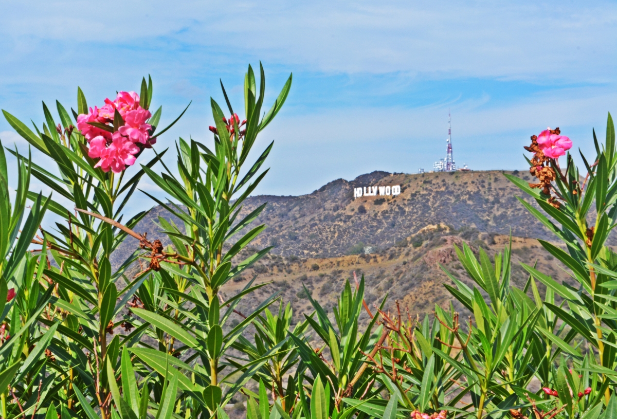 hollywood-sign-view