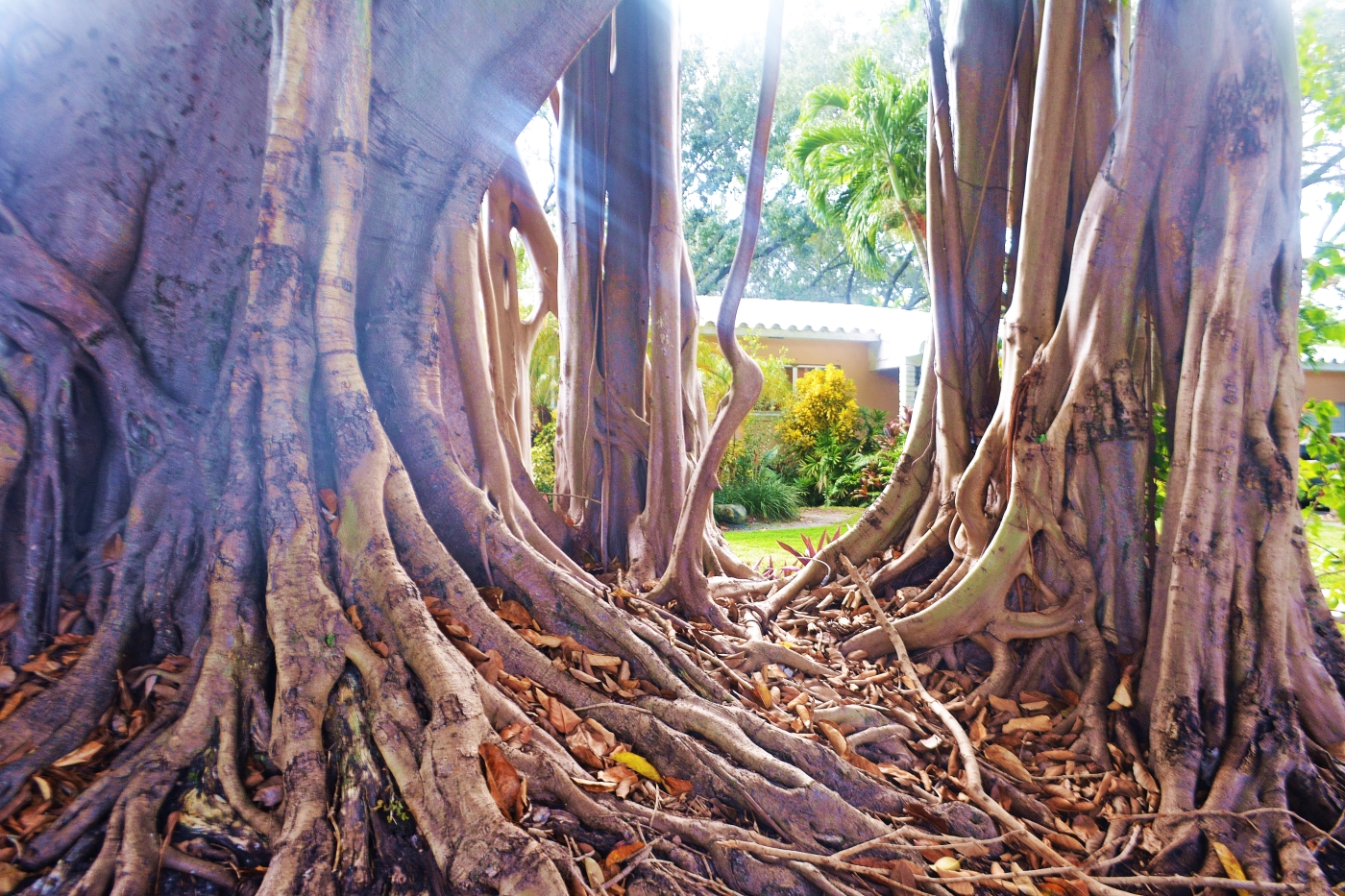 Coral Gables