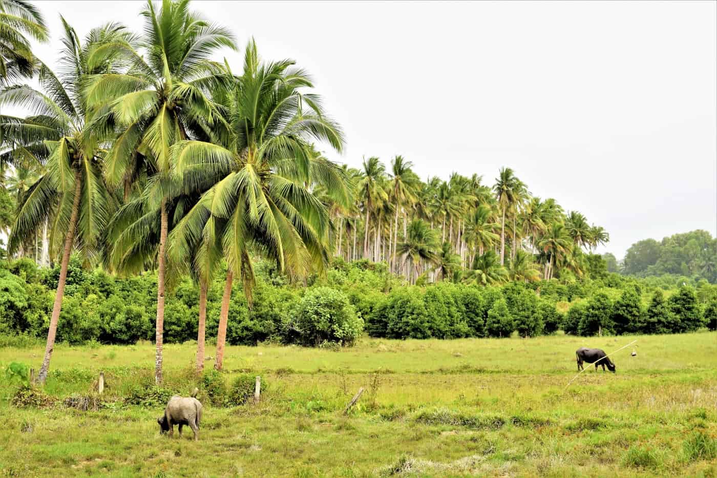 20 amazing photos of san vicente palawan philippines