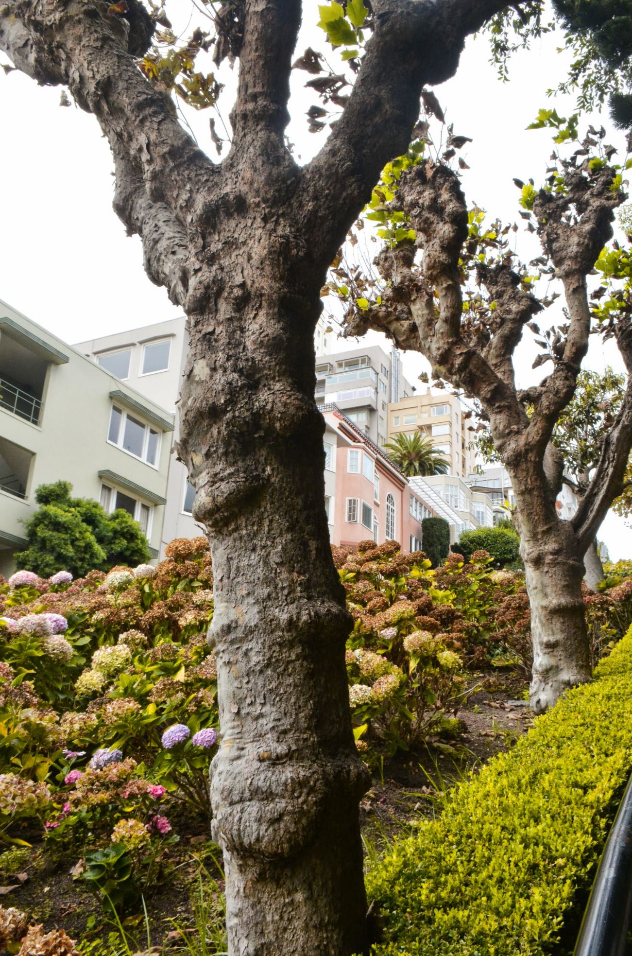 Lombard Street San Francisco