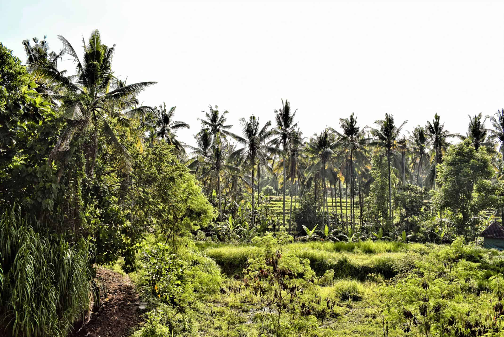 eat pray love | shooting location in bali | eat pray love bali | eat pray love in bali | eat pray love location