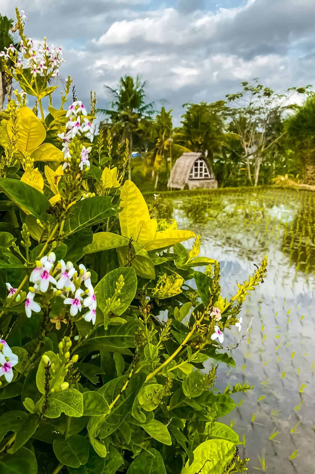 things to do in ubud bali | best things to do in ubud indonesia | places to visit in ubud | ubud itinerary