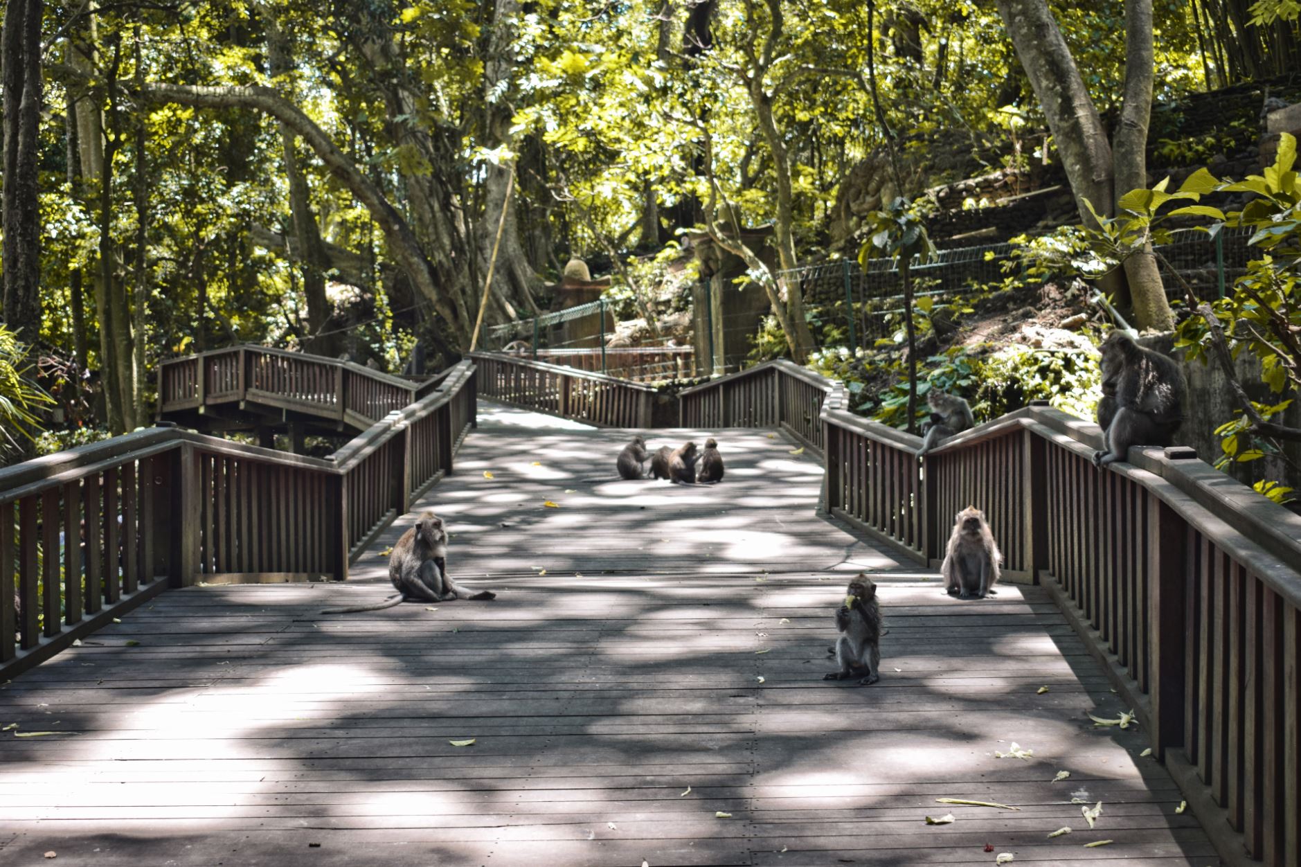 Monkey Forest Bali