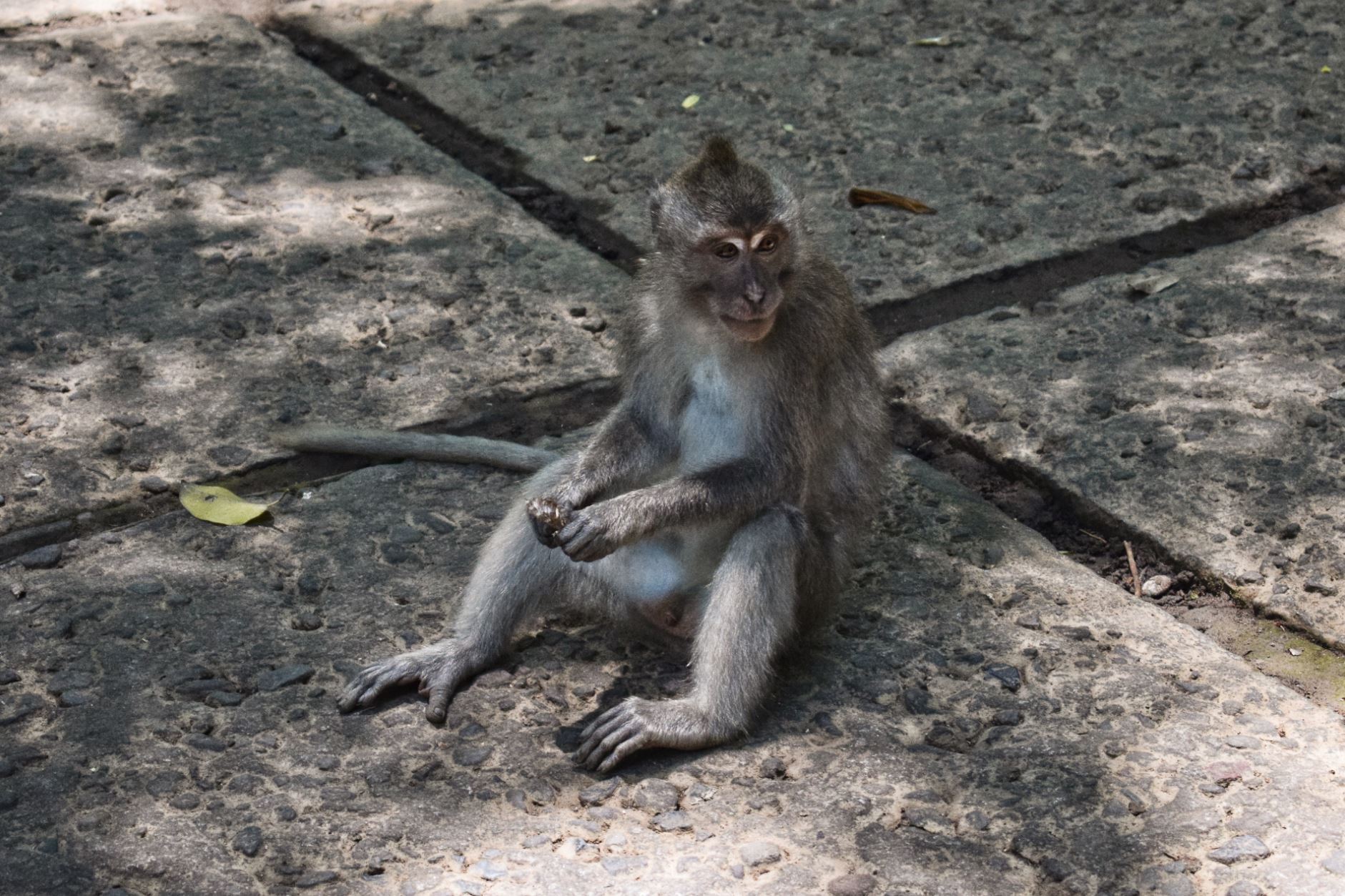 Monkey Forest Bali