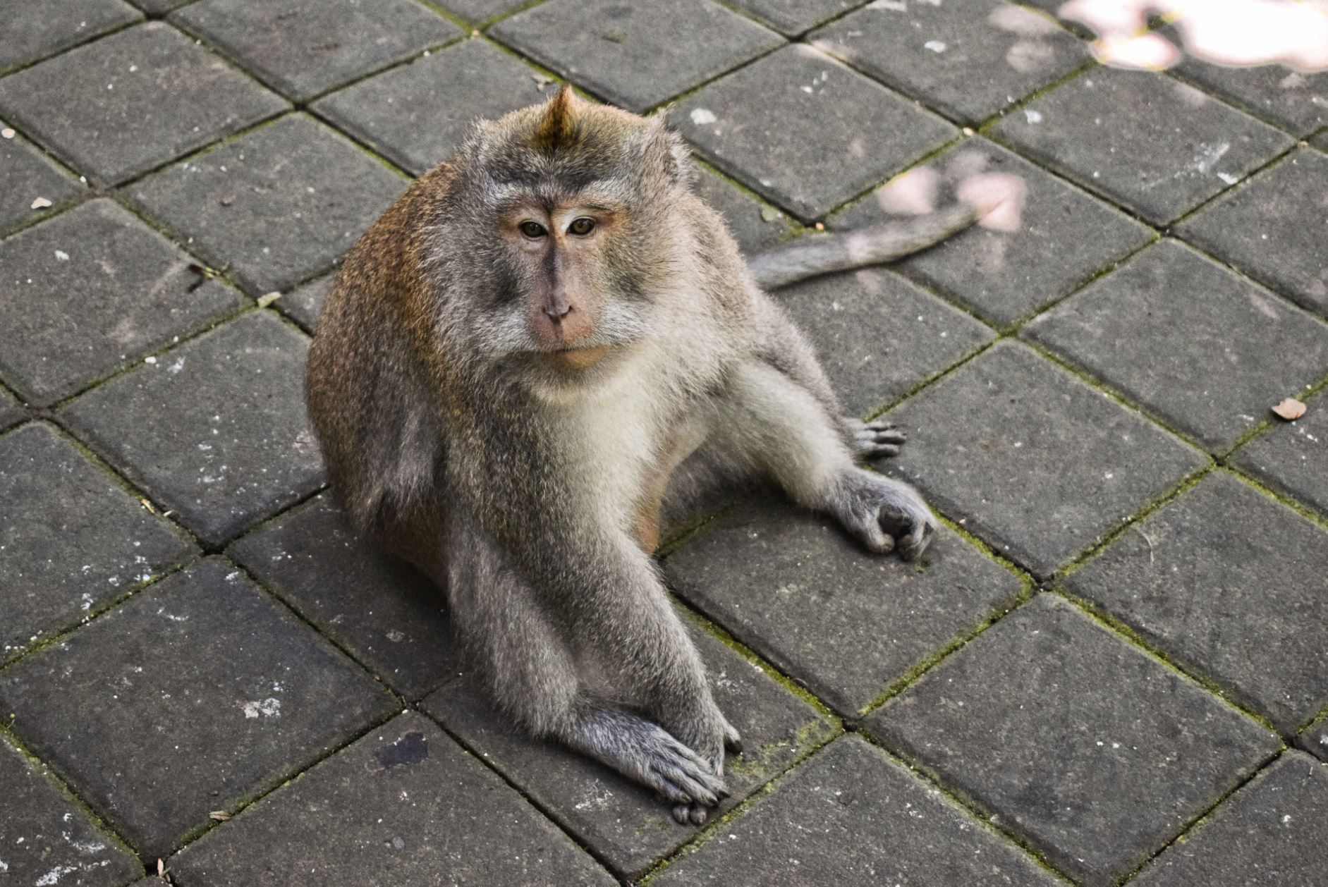 Monkey Forest Bali