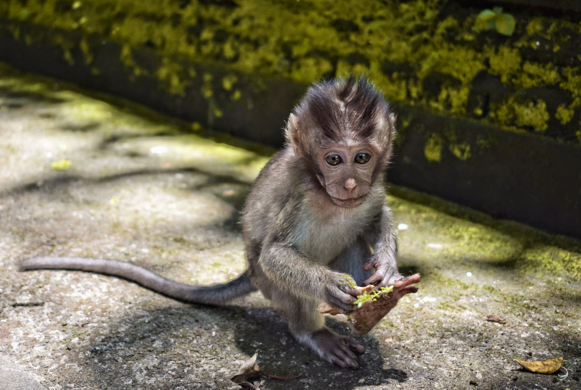 Monkey Forest Bali