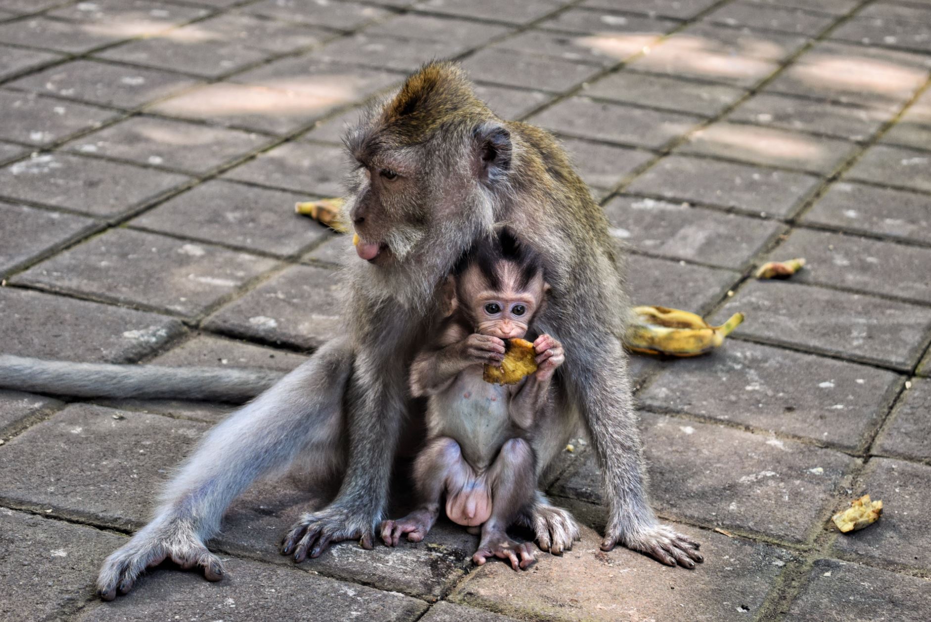 Monkey Forest Bali