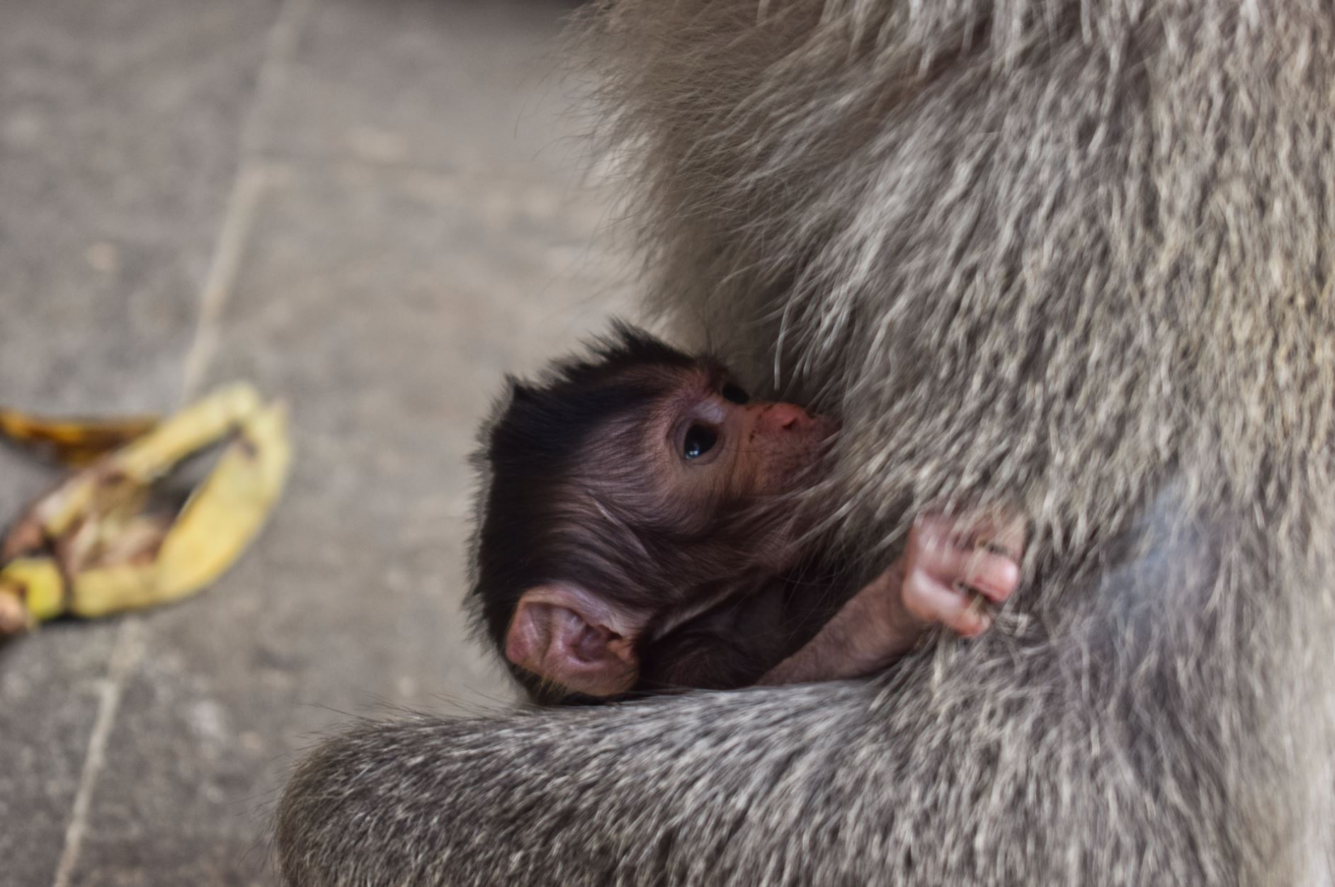 Monkey Forest Bali