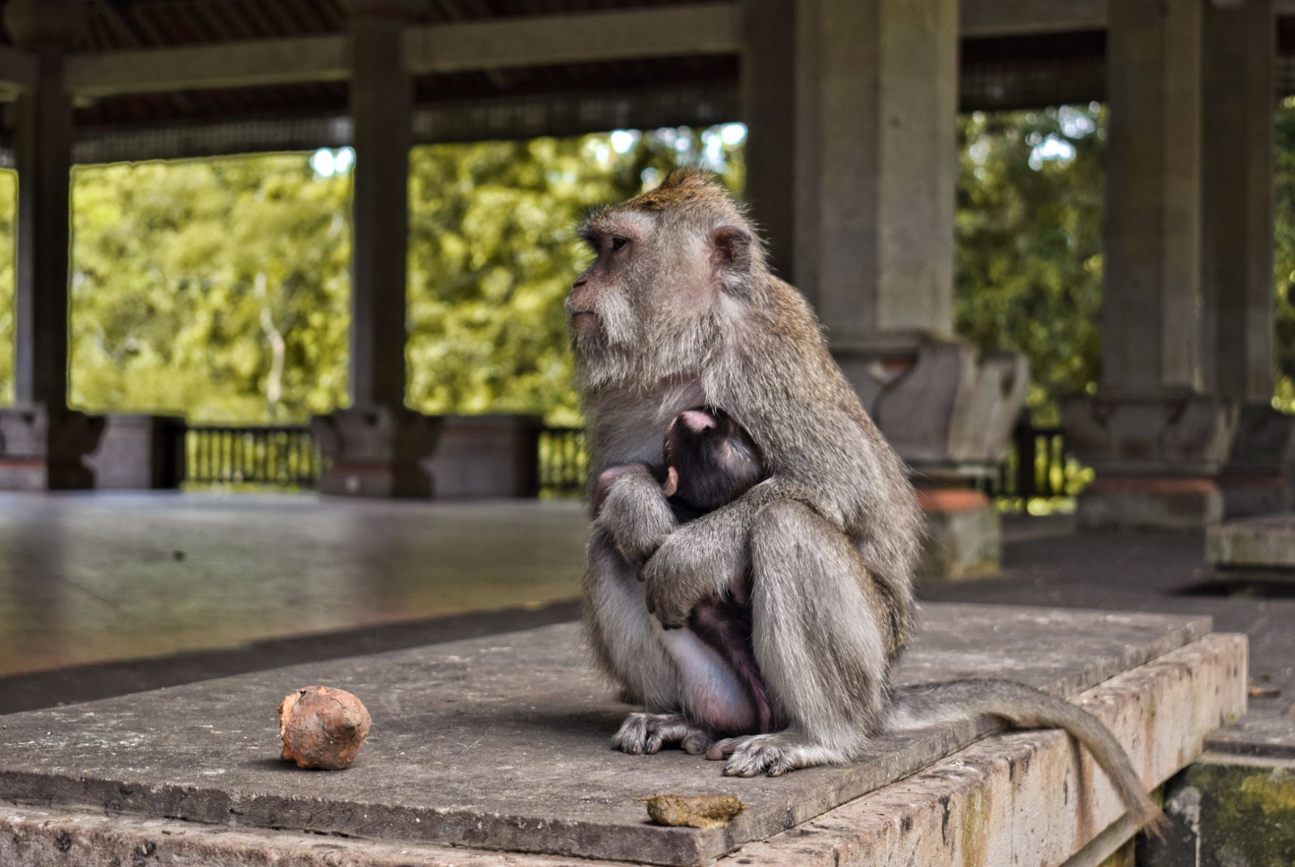 Monkey Forest Bali