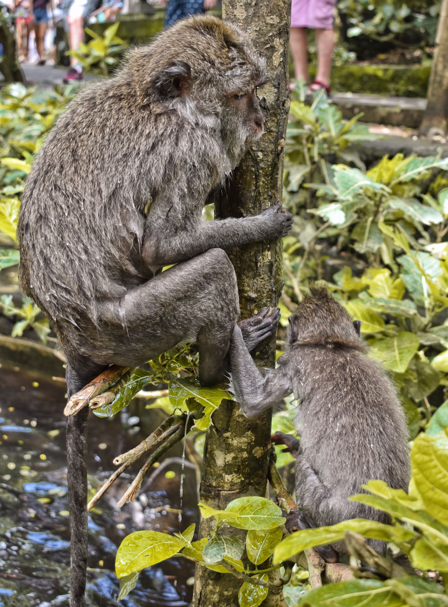 Monkey Forest Bali