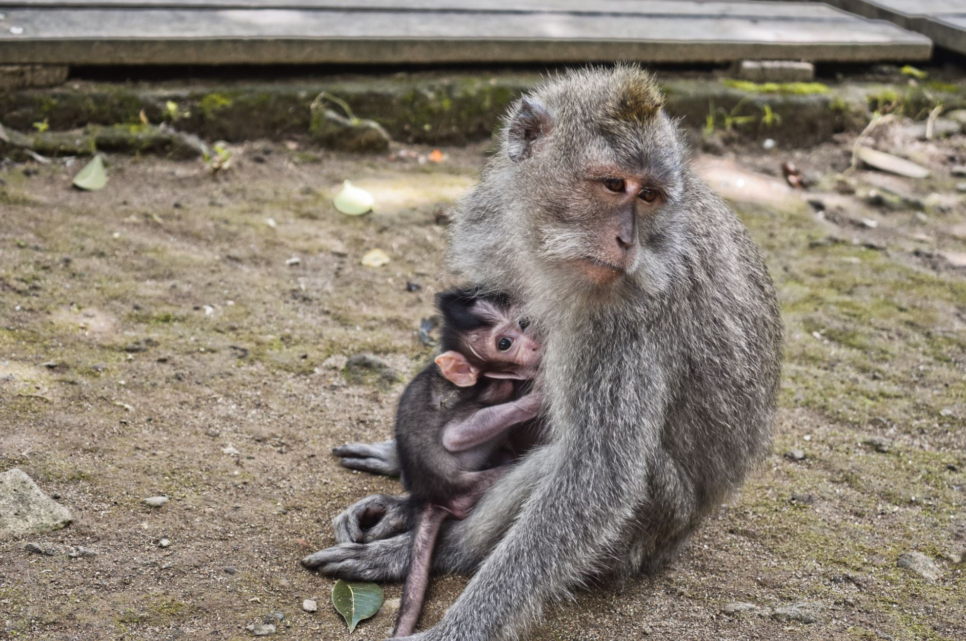 Monkey Forest Bali