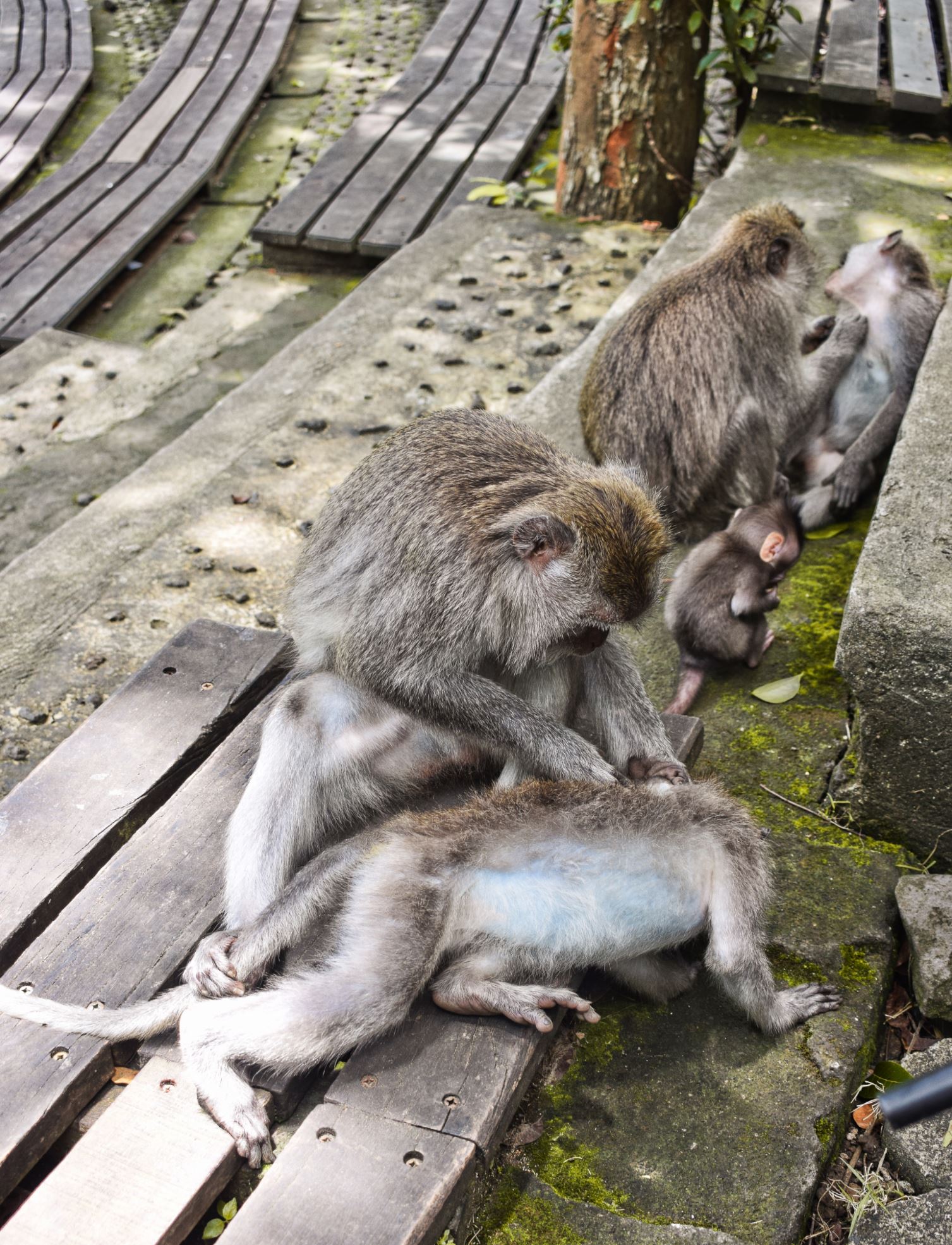 Monkey Forest Bali