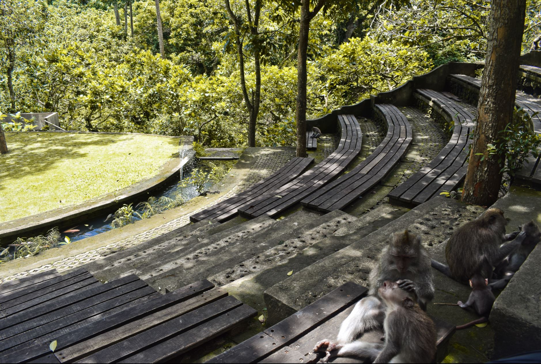 Monkey Forest Bali