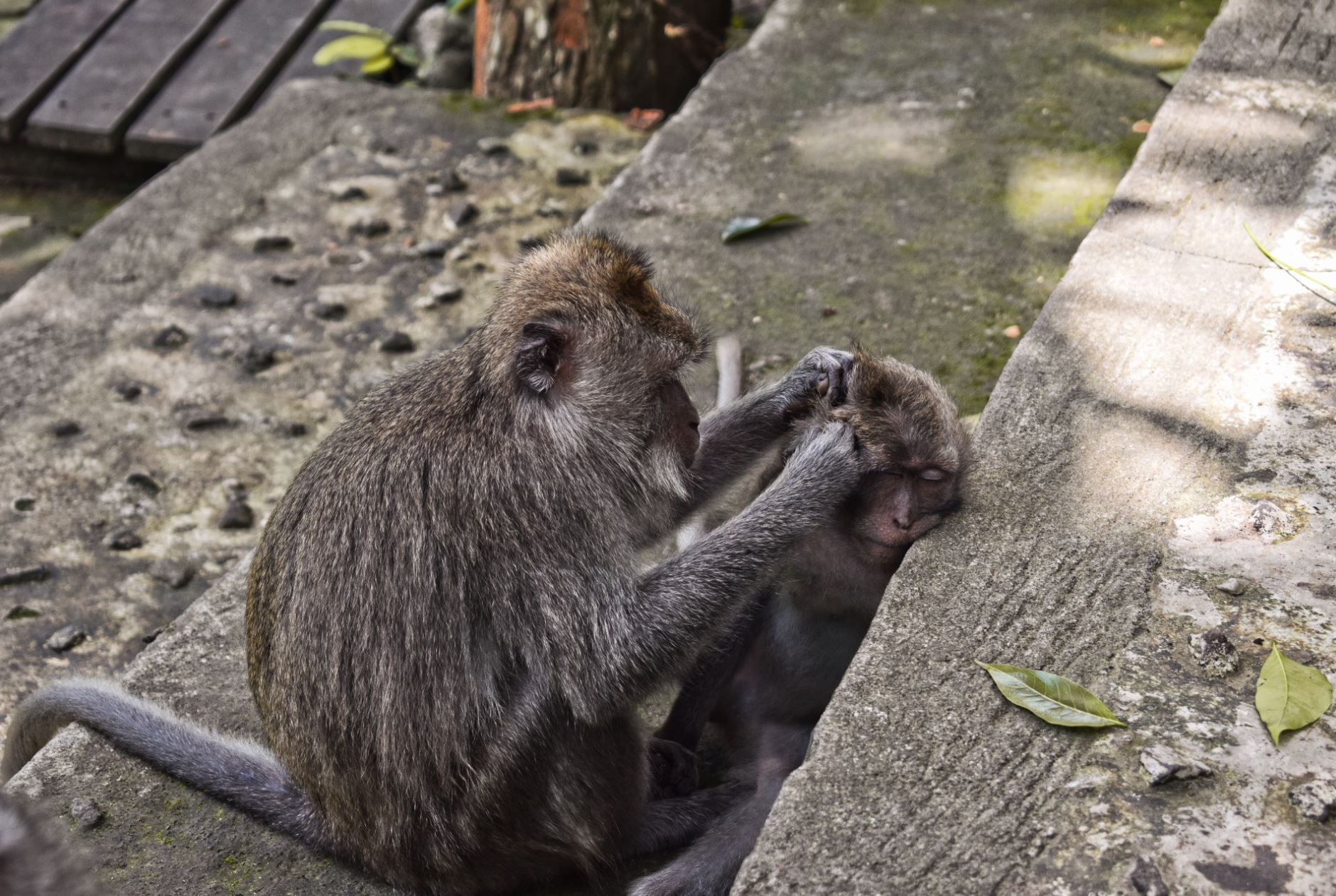 Monkey Forest Bali