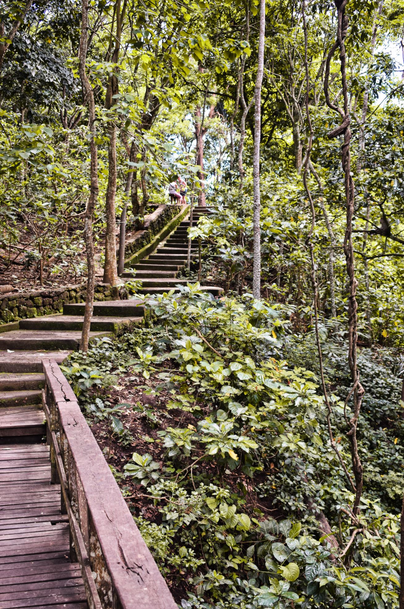 Monkey Forest Bali