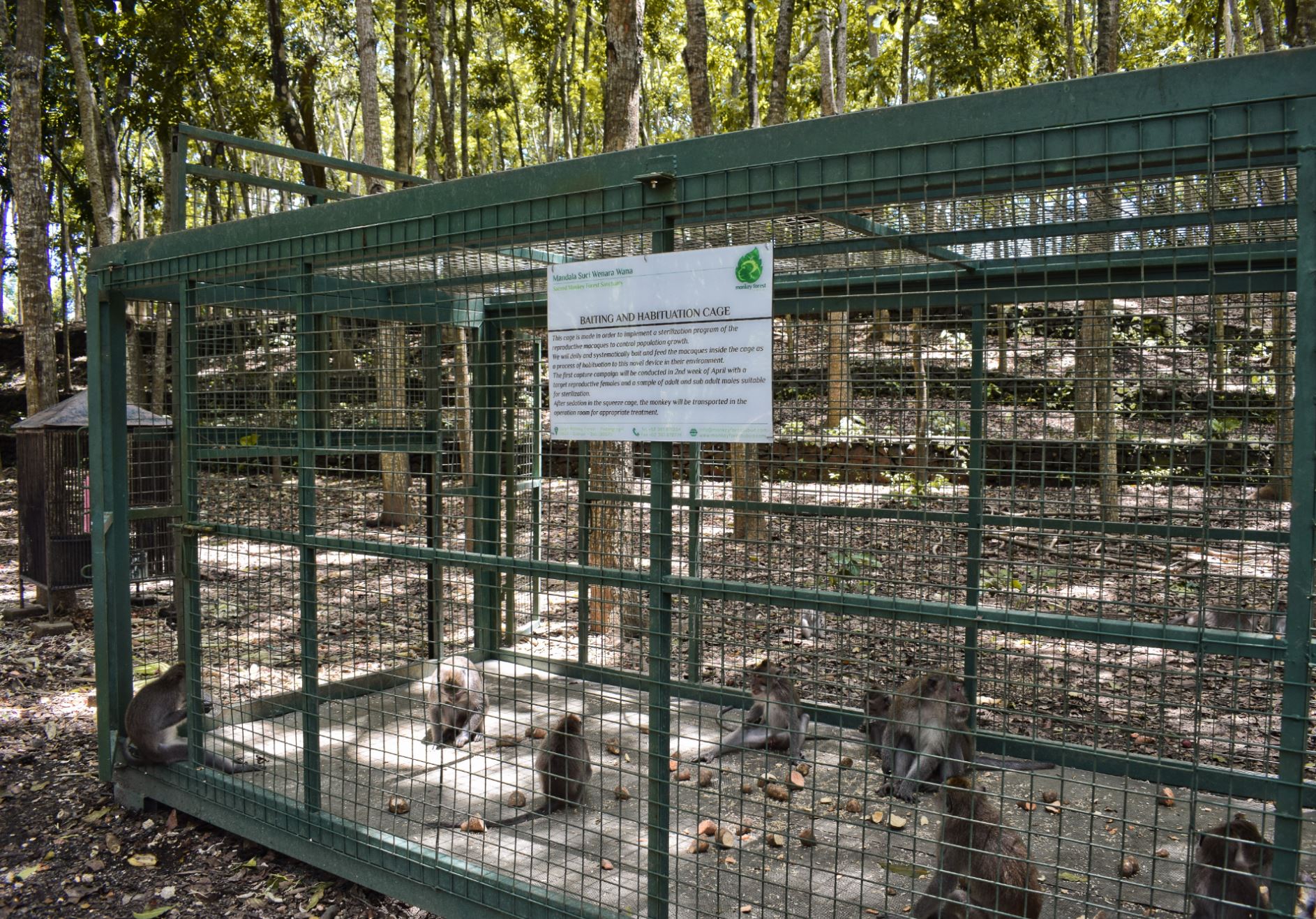 Monkey Forest Bali
