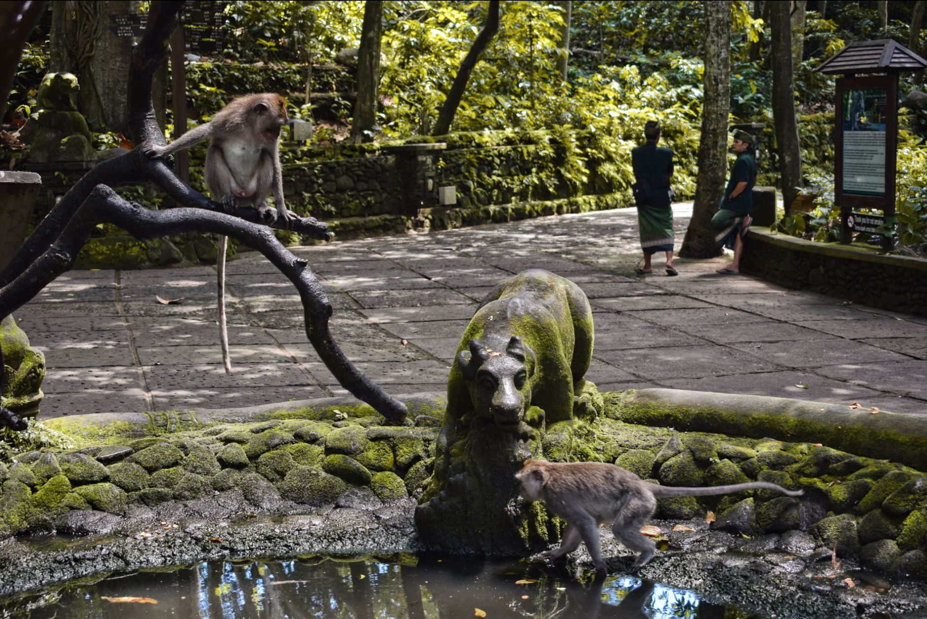 Monkey Forest Bali