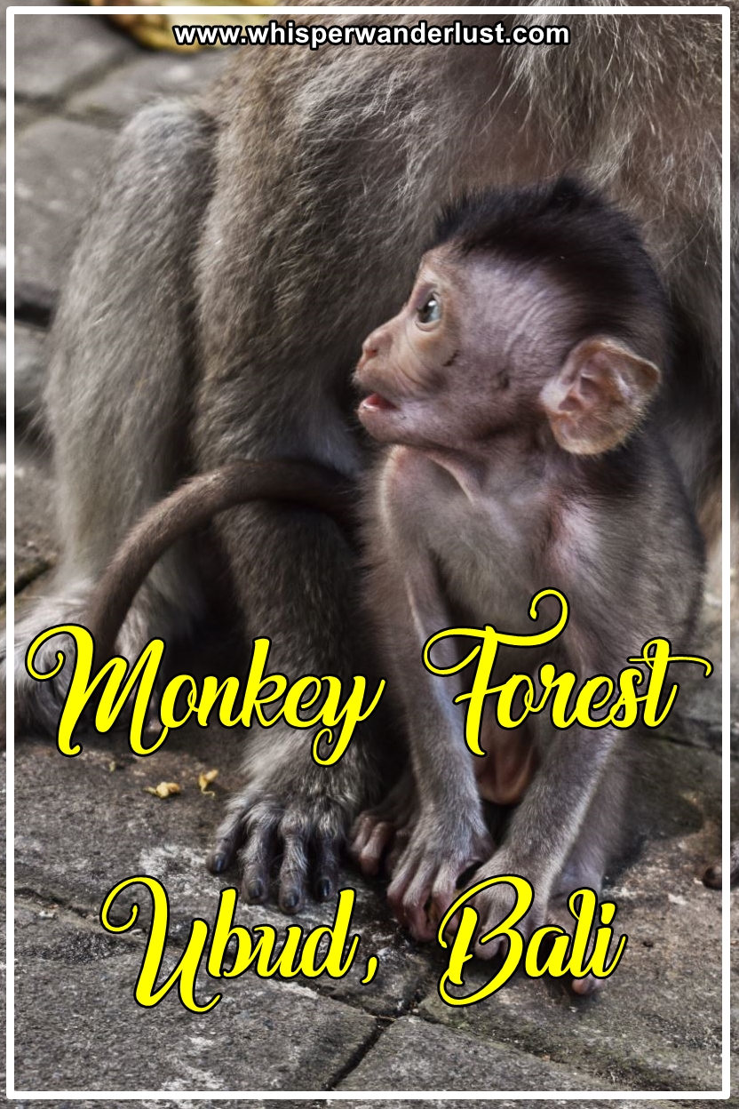 Monkey Forest Ubud
