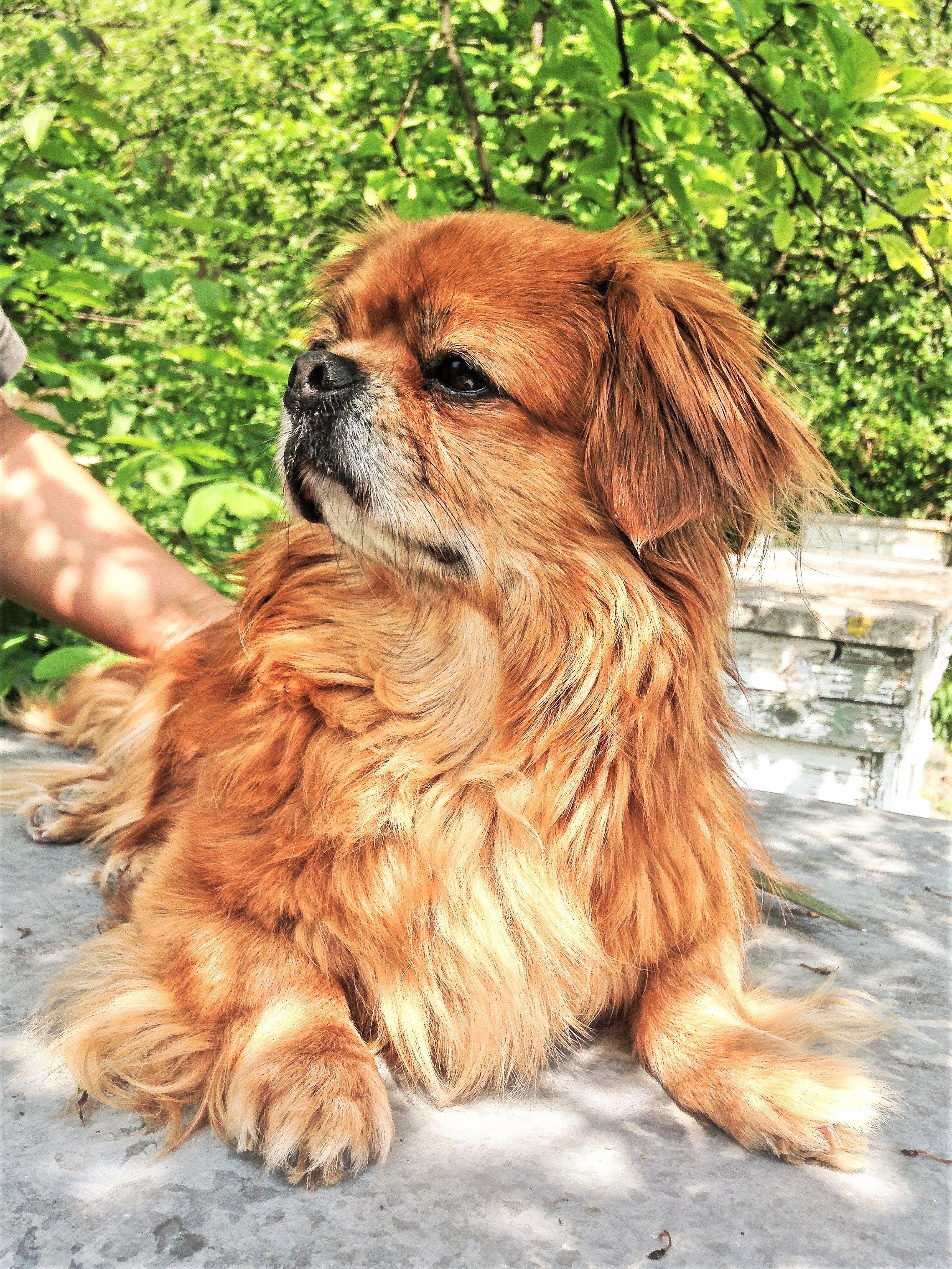 most beautiful dog in the world