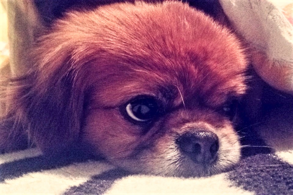 most beautiful dog in the world