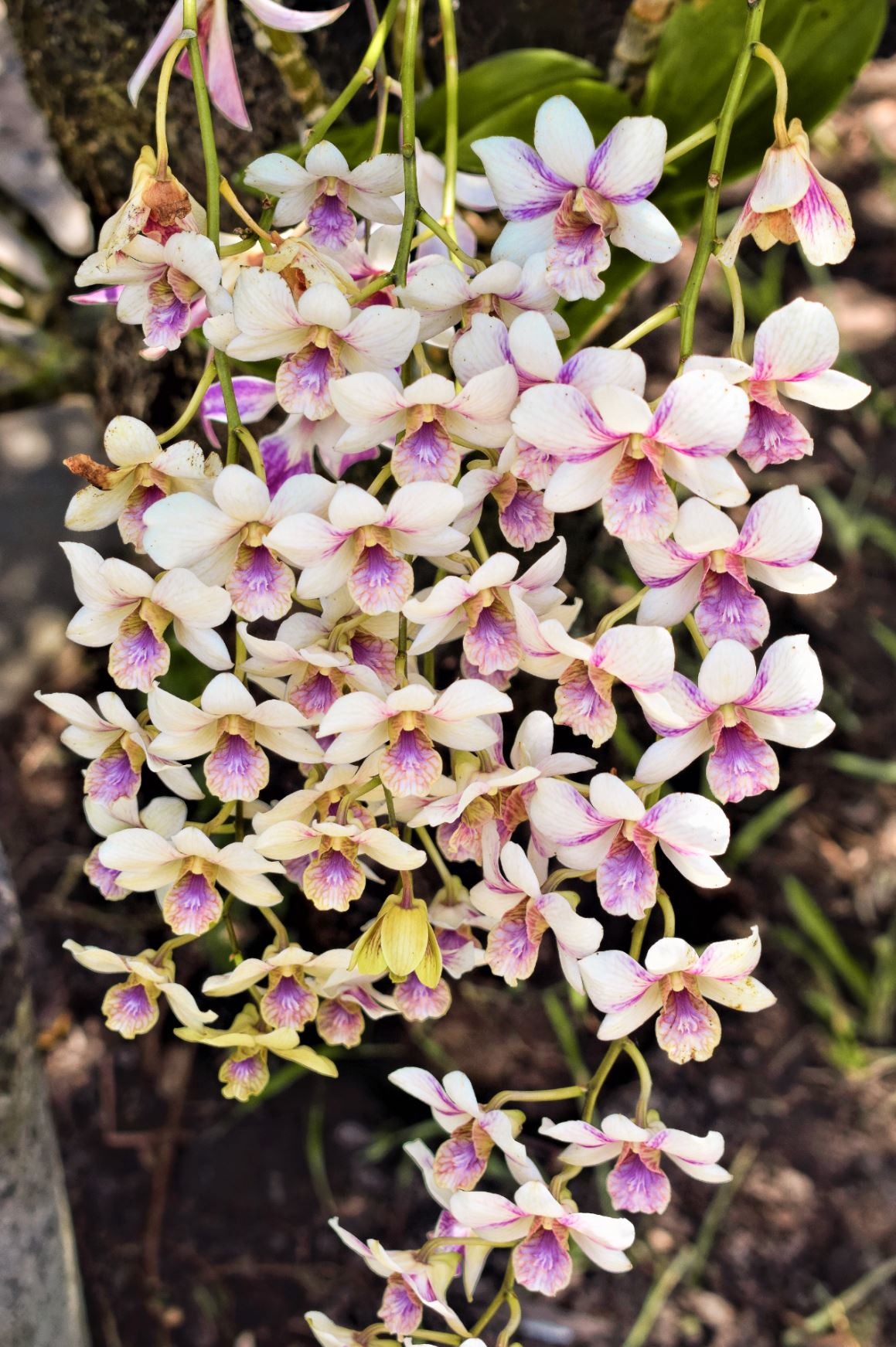 bali orchid garden