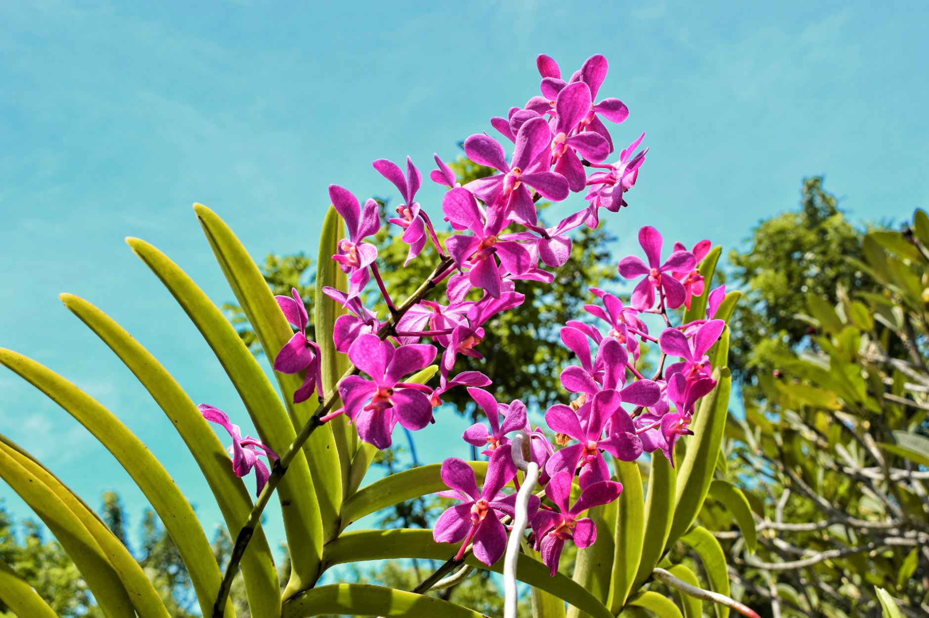 bali orchid garden