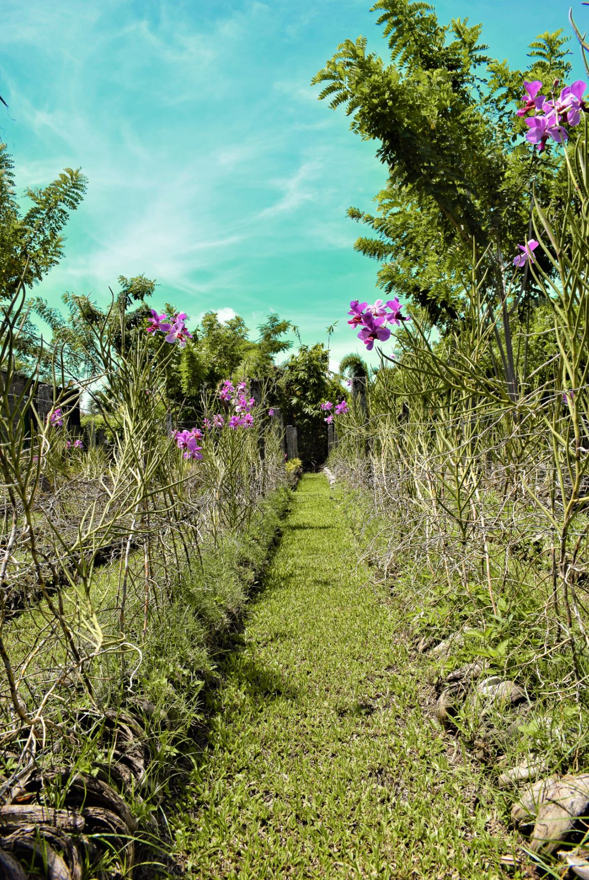 bali orchid garden