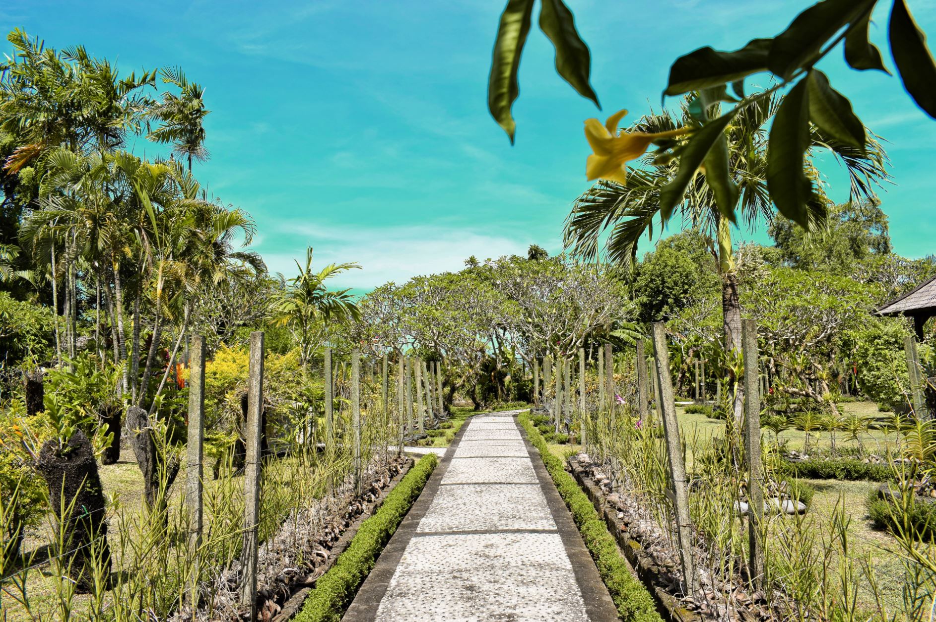 bali orchid garden