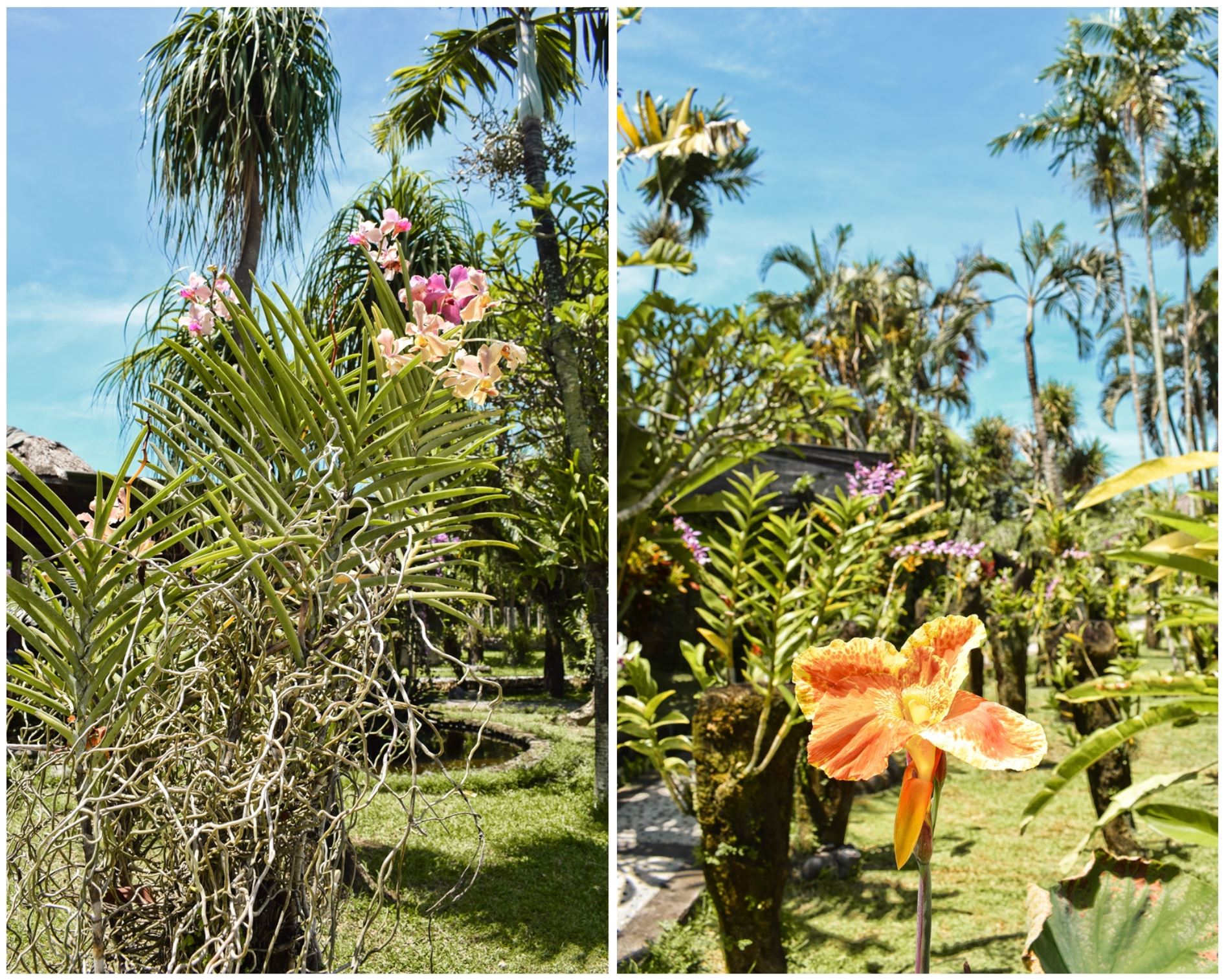 bali orchid garden