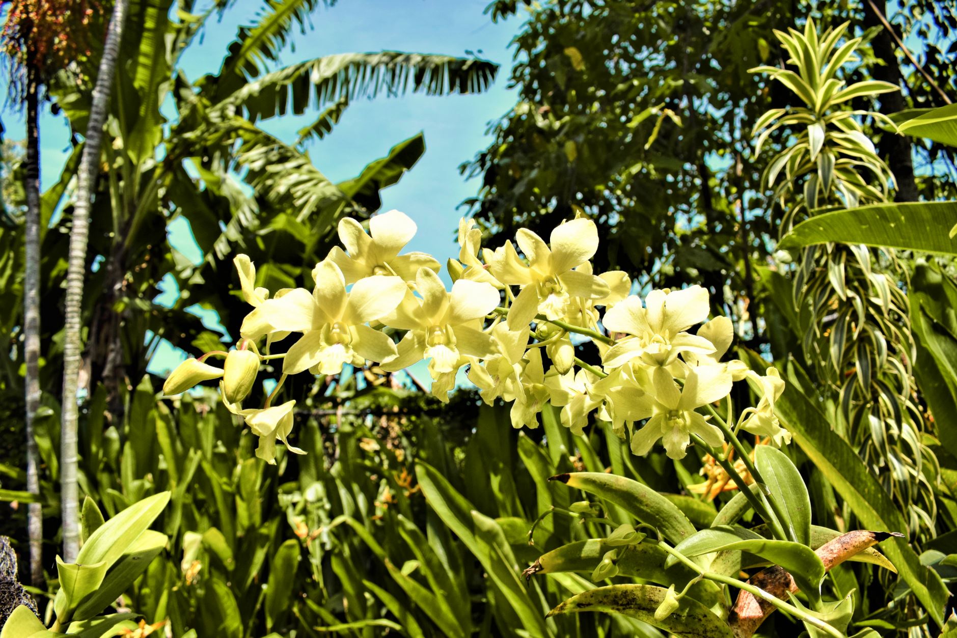 bali orchid garden