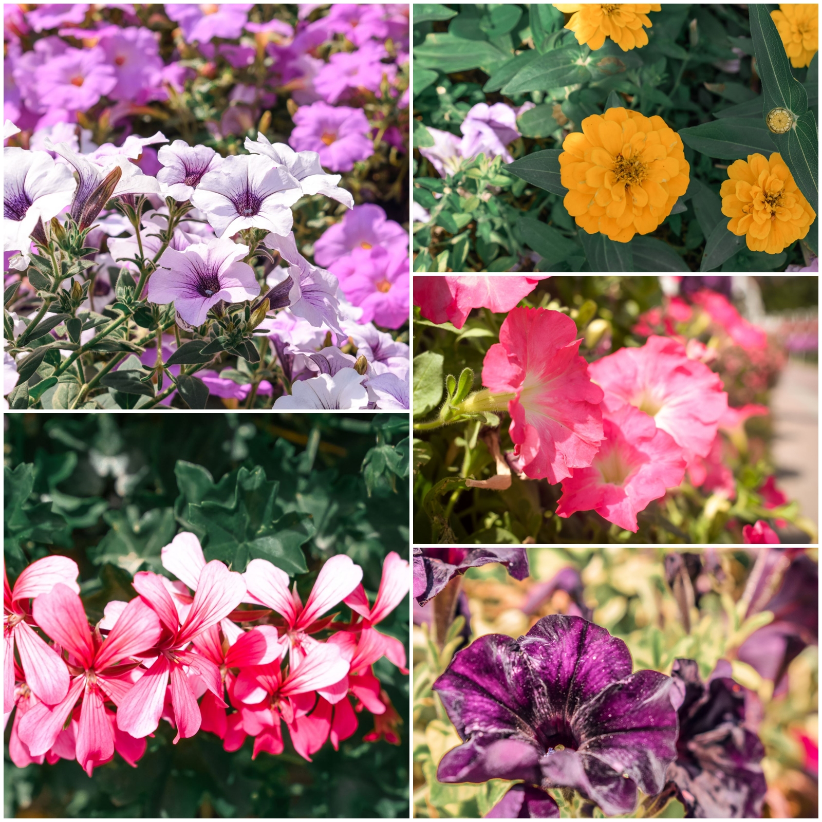 dubai miracle garden