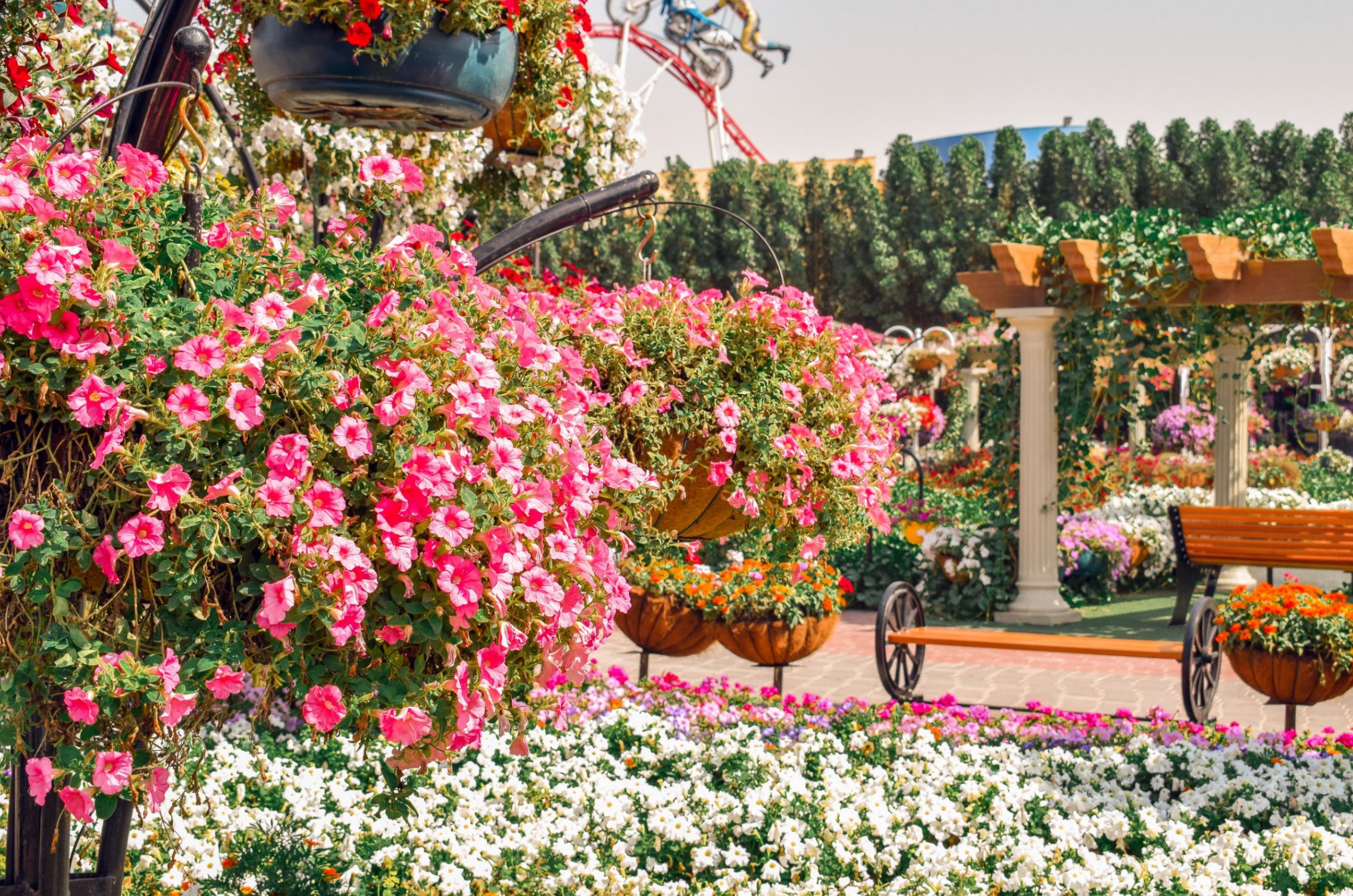dubai miracle garden