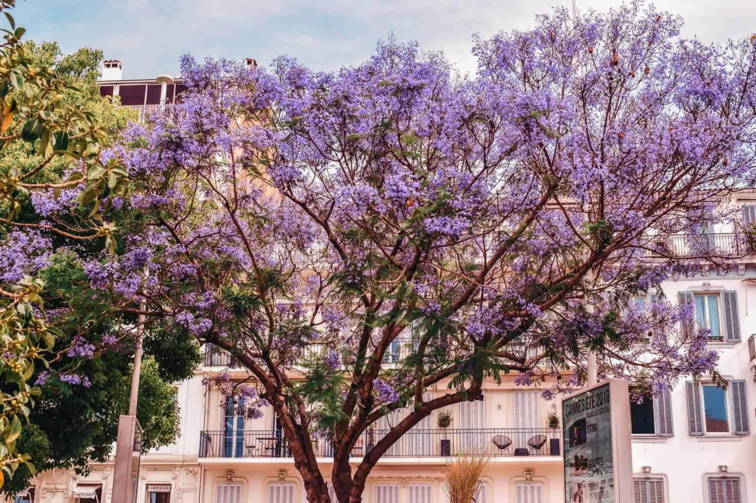 tourist attractions in Cannes