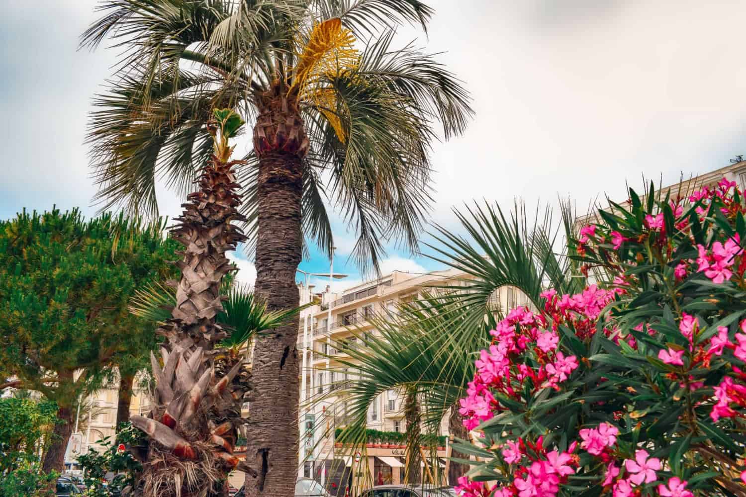 best things to do in Cannes