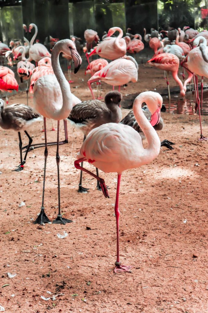 Parque das Aves Iguazu Falls