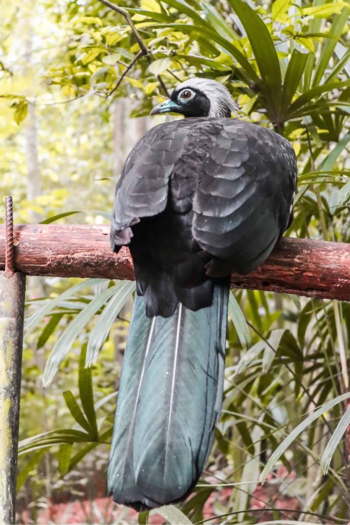 Parque das Aves Iguazu Falls