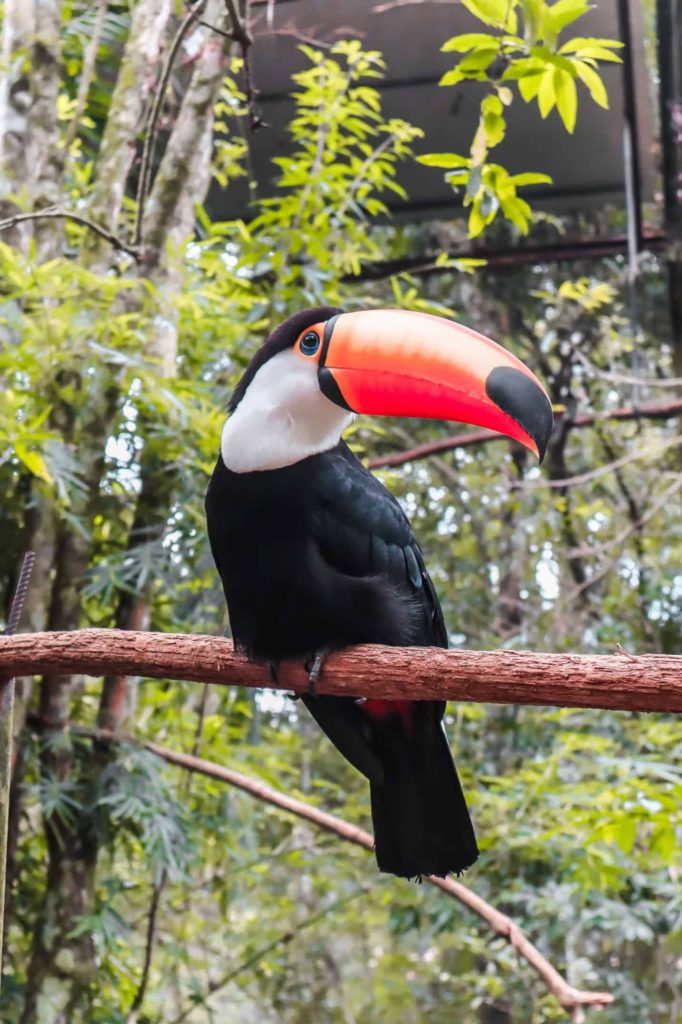 Parque das Aves Iguazu Falls