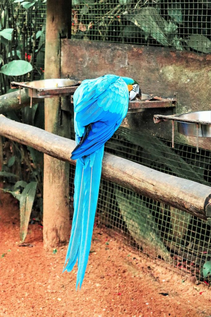 Parque das Aves Iguazu Falls