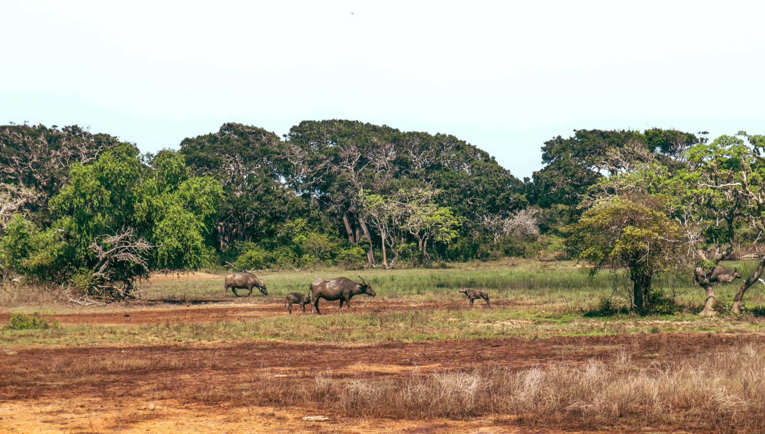 Sri Lanka Yala National Park 7 day Sri Lanka itinerary
