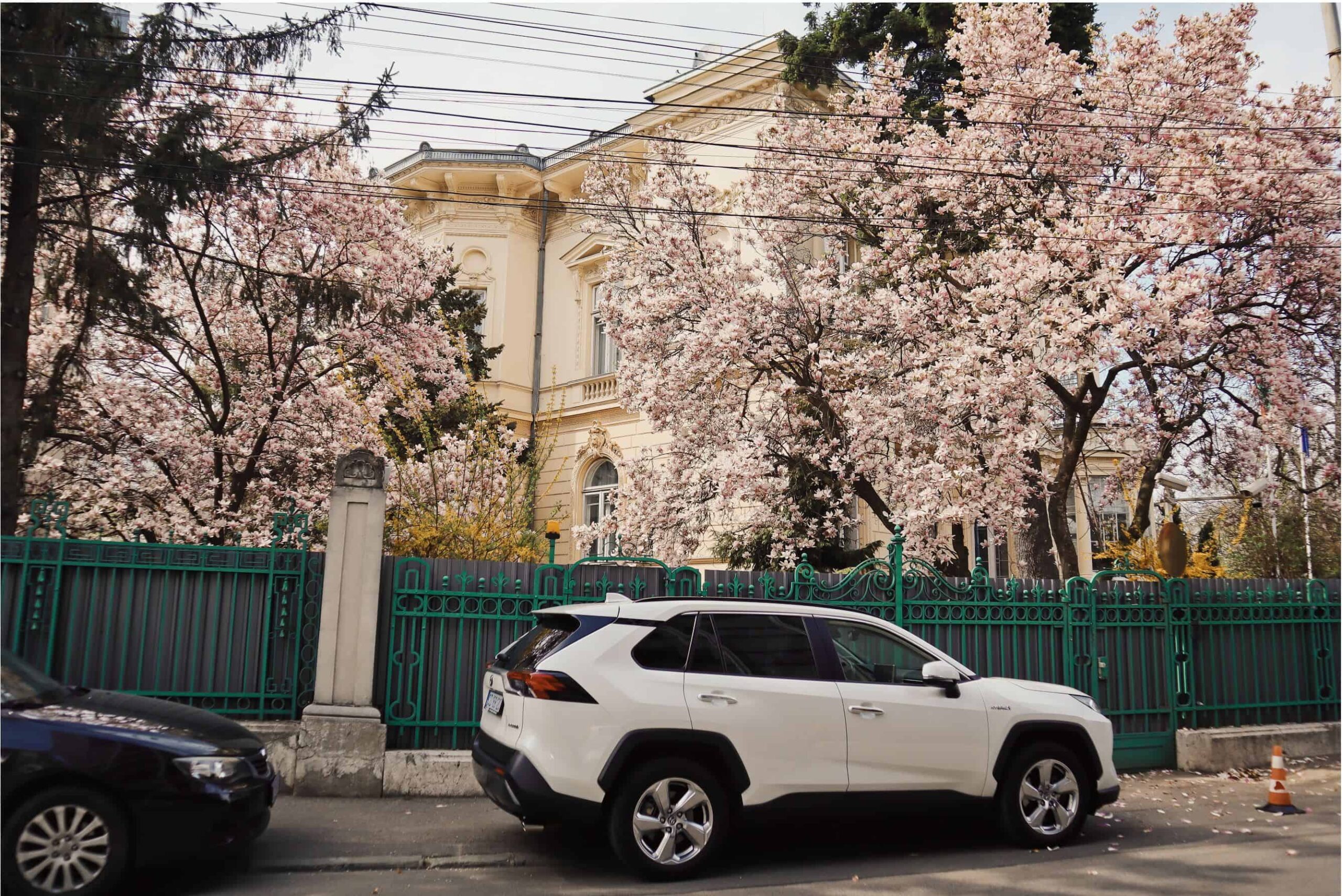 magnolie ambasada Ungariei strada Jean louis Calderon