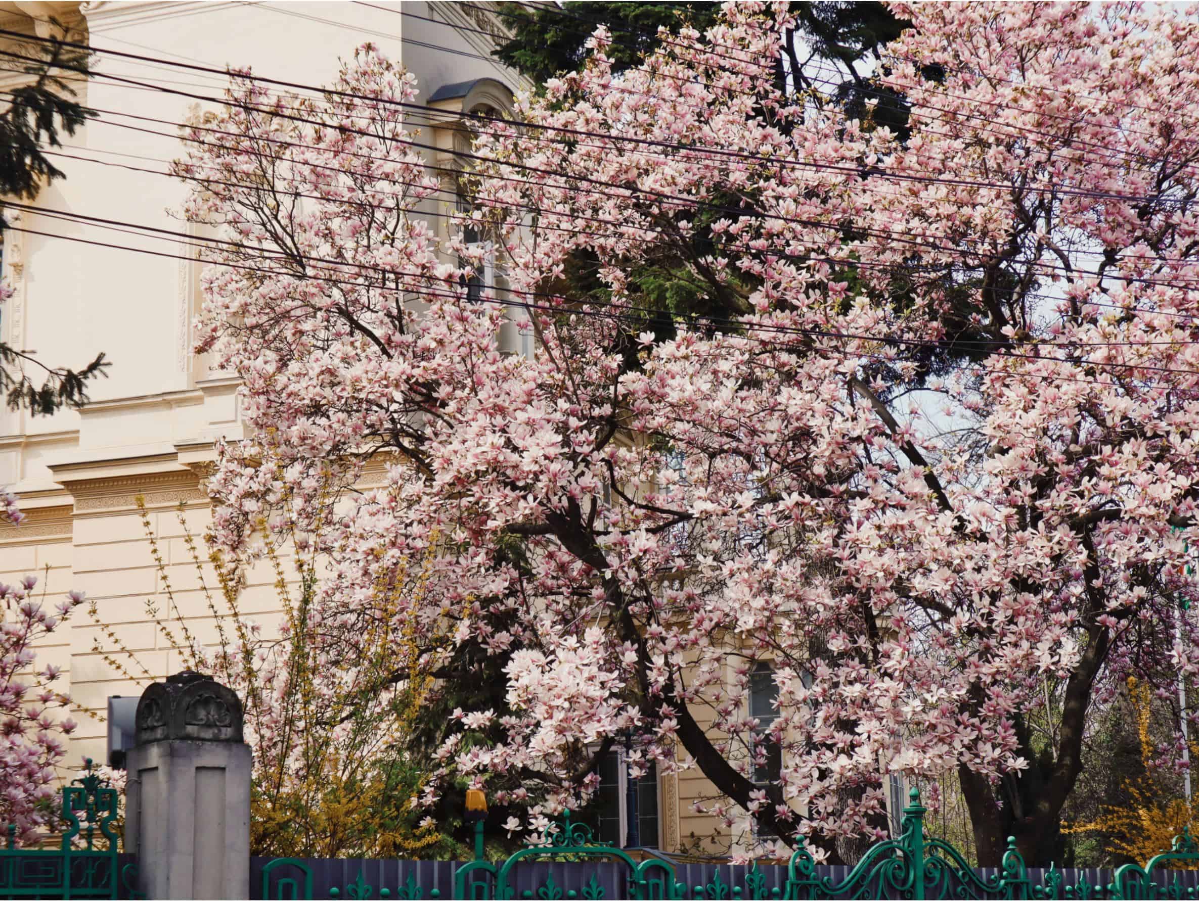 magnolie ambasada Ungariei strada Jean louis Calderon