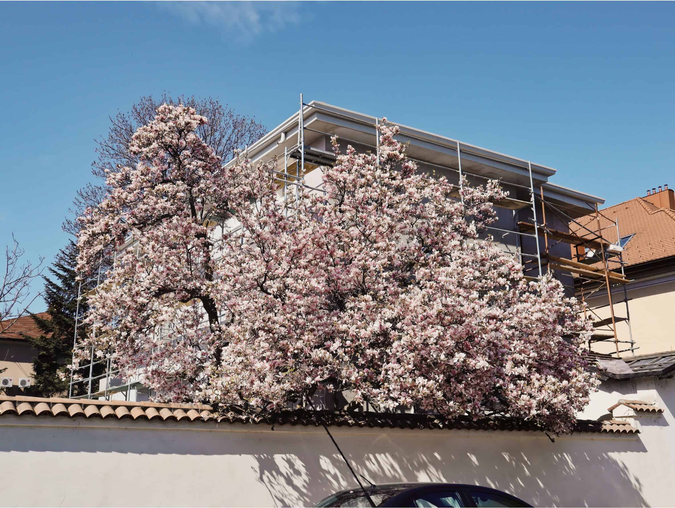 magnolia de pe strada Mahatma Ghandi