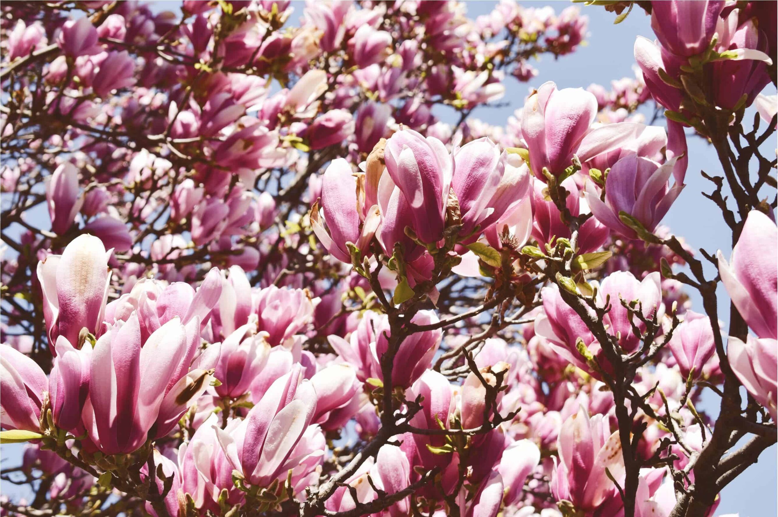 magnolia trees in Bucharest - where to find the most beautiful magnolia trees in Bucharest
