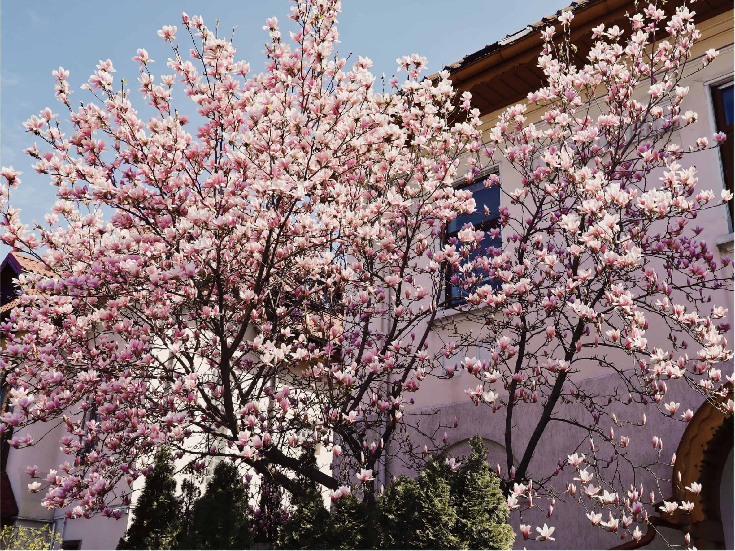 magnolii in Bucuresti