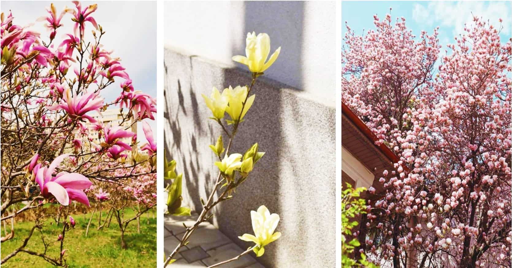 magnolii in Bucuresti