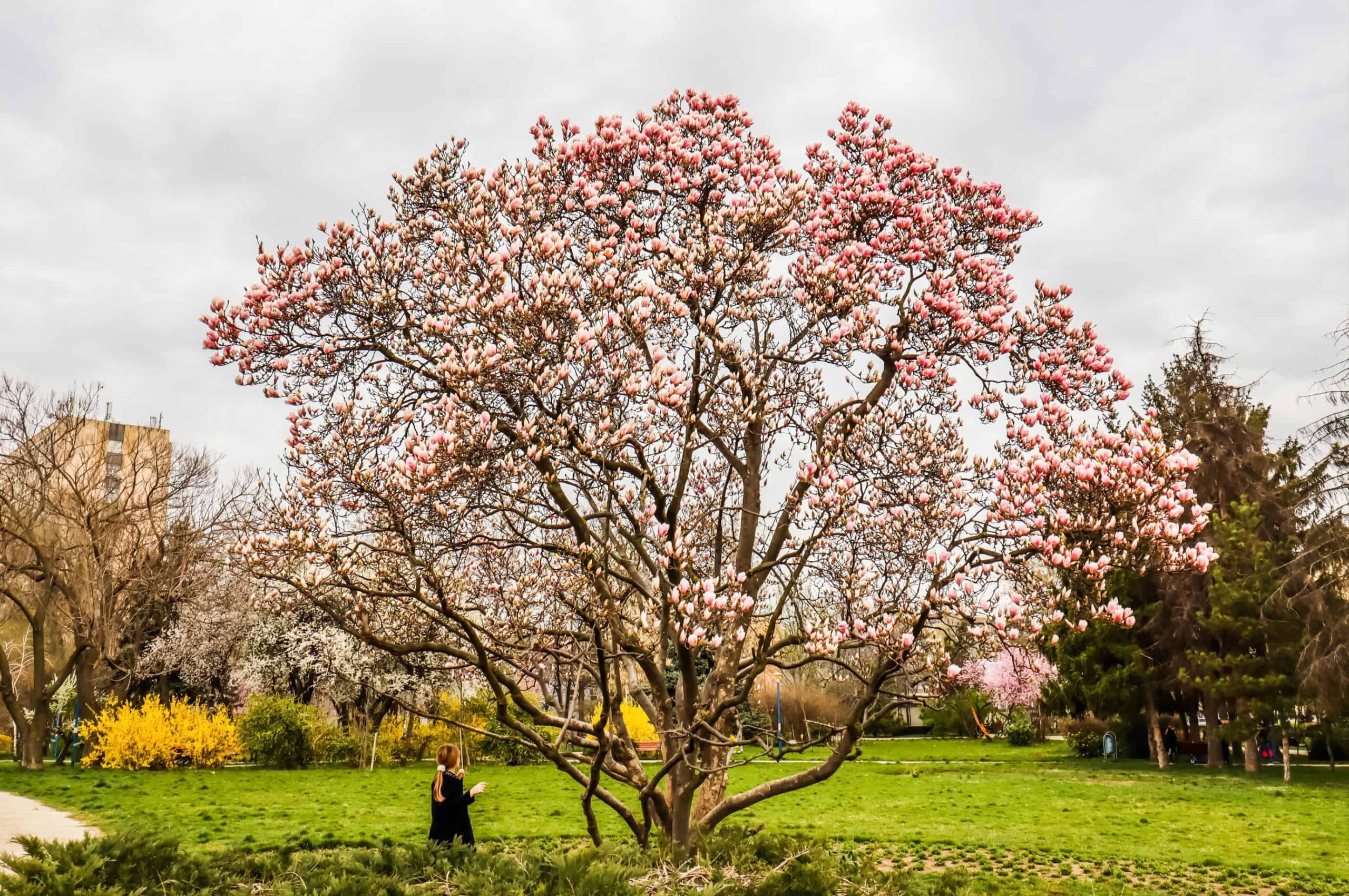 magnolii bucuresti | magnolias bucharest