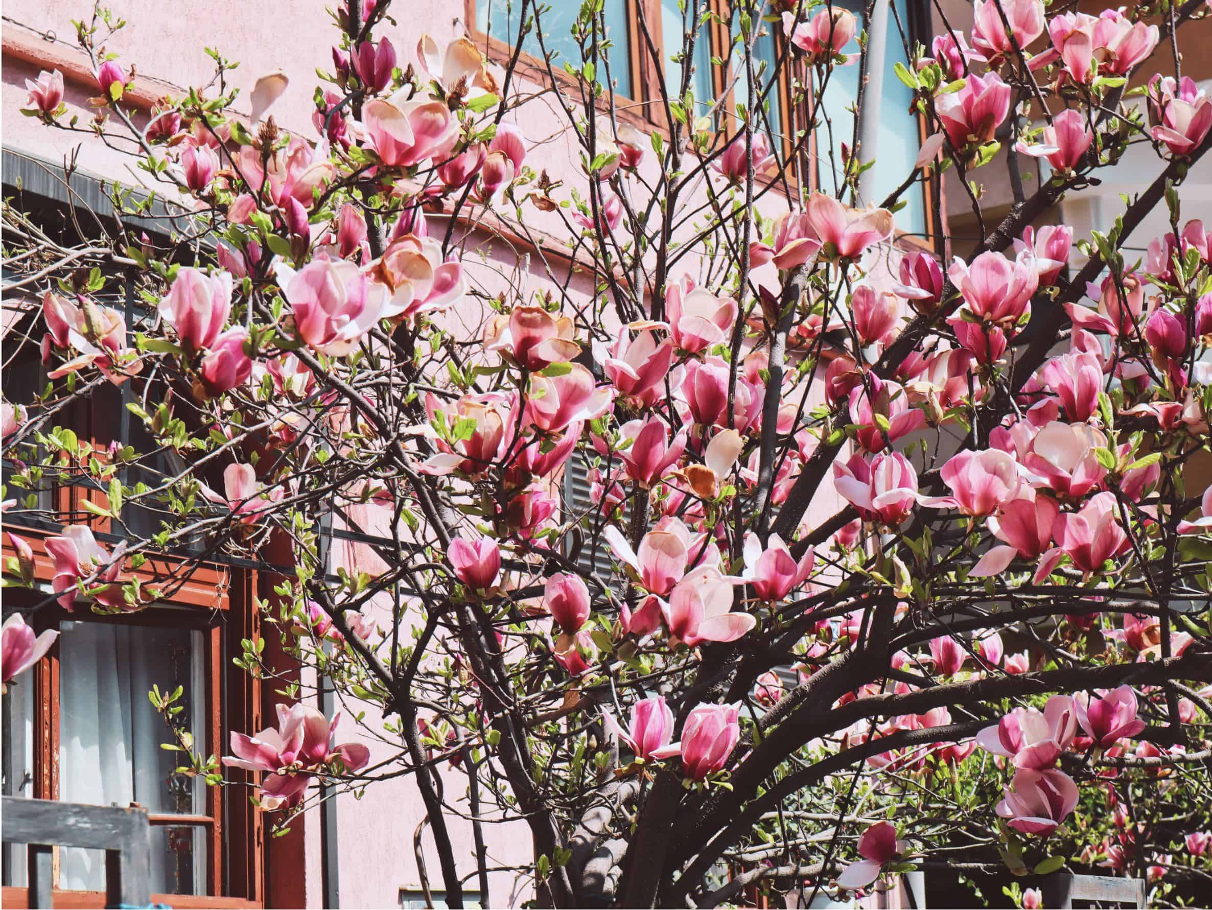 strazi cu cele mai frumoase magnolii in Bucuresti cotroceni