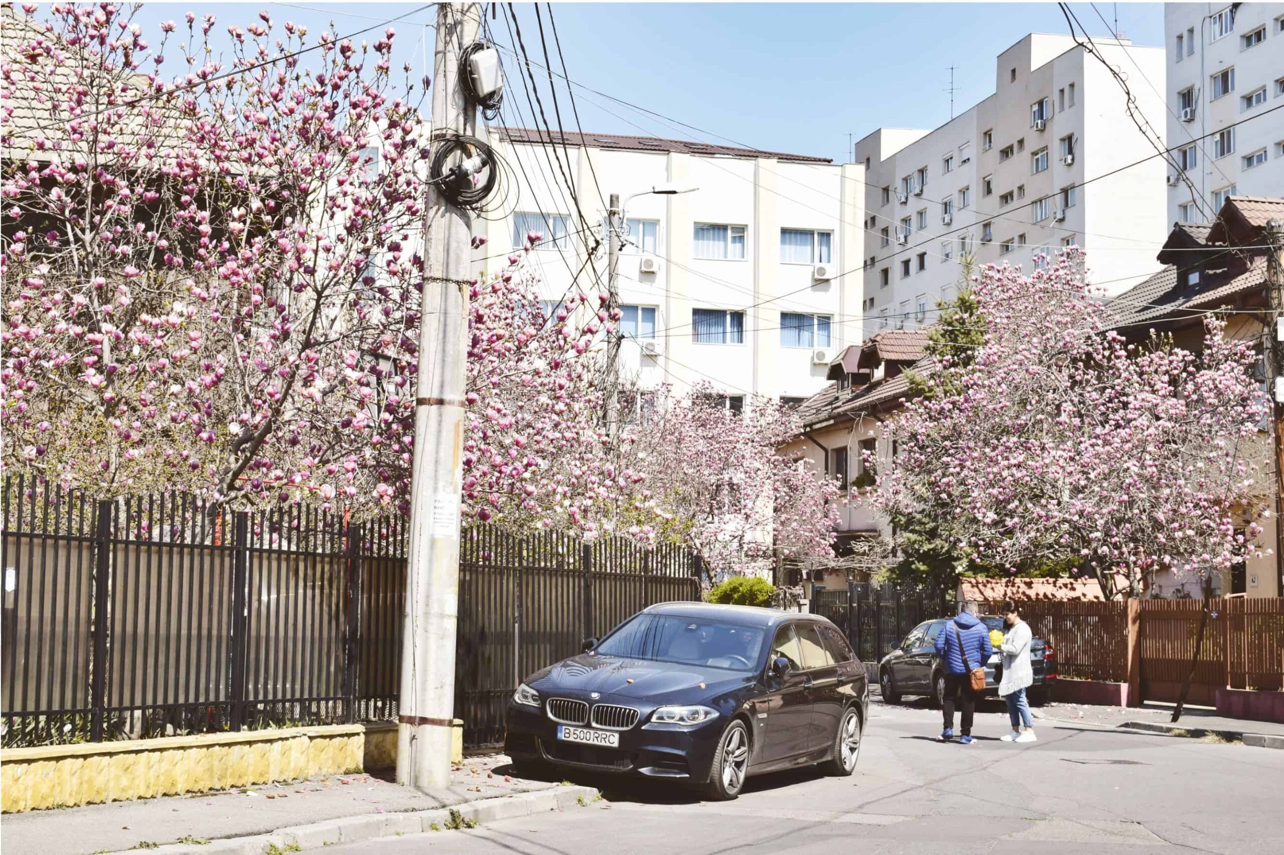 strazile cu cele mai frumoase magnolii din Bucuresti