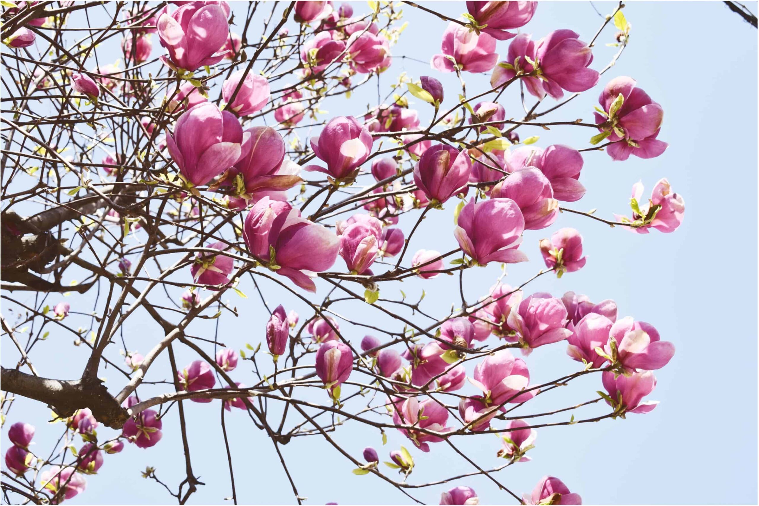 strazile cu cele mai frumoase magnolii din Bucuresti