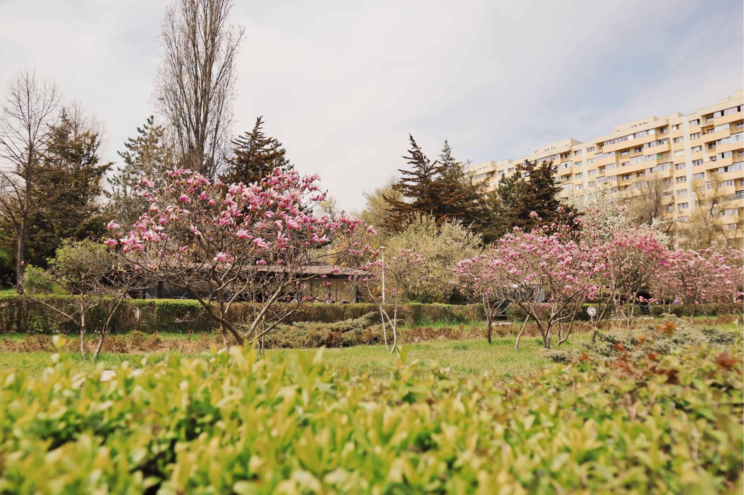 unde sunt cele mai frumoase magnolii din Bucuresti